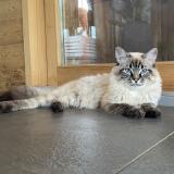 Photo de chat perdu à Montreux