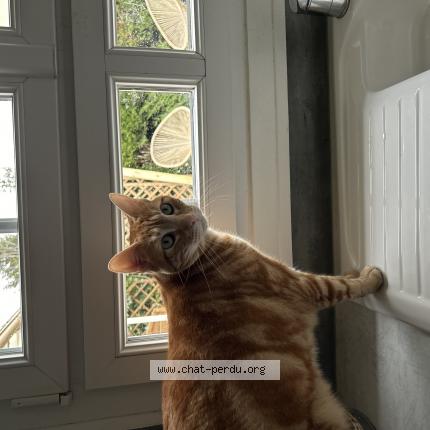 Photo de chat perdu à Brie Comte Robert