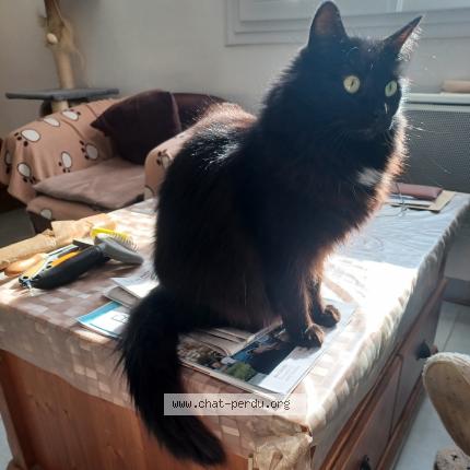 Photo de chat perdu à Pornic