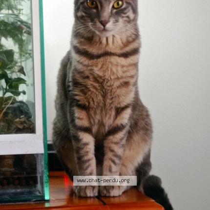 Photo de chat perdu à Lannion