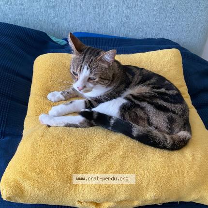 Photo 1/1 Chat retrouvé Perdu à Treveneuc