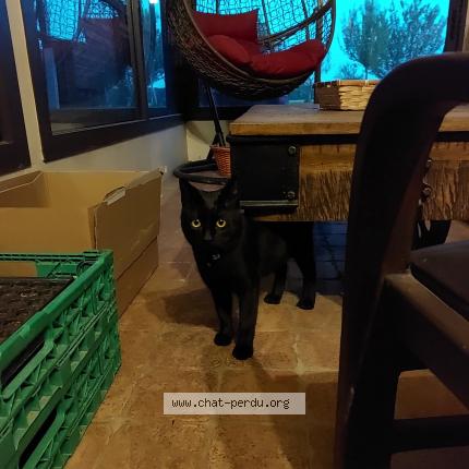 Photo de chat trouvé à La Fontenelle