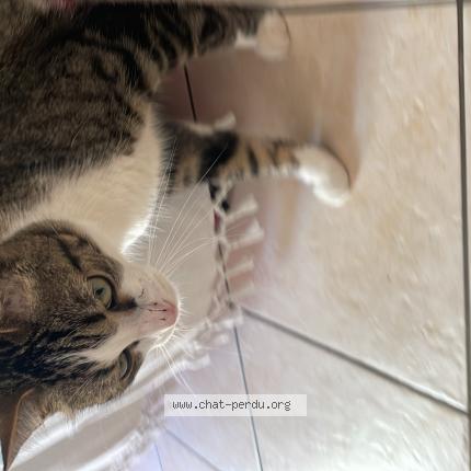 Photo 1/1 Chat retrouvé Perdu à La Ciotat