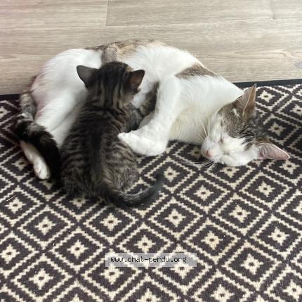 Photo 2/2 Chat retrouvé Perdu à Verteuil Sur Charente