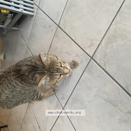 Photo de chat trouvé à Dieppe