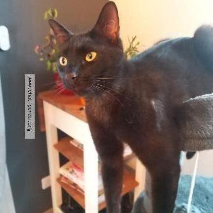 Photo 1/1 Chaton Chat perdu à Saint genes champanelle