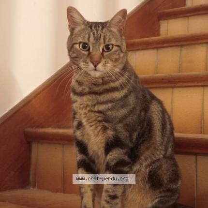 Photo de chat perdu à Montarnaud