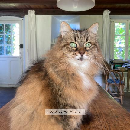 Photo de chat perdu à Auderville