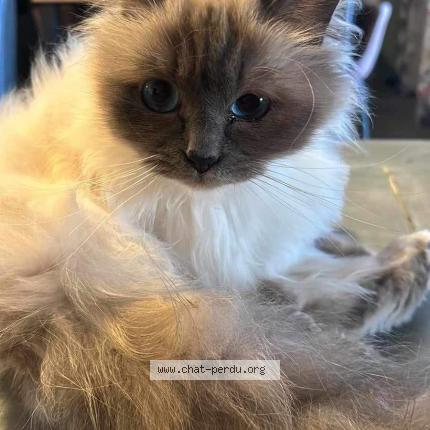 Photo de chat perdu à Tresques