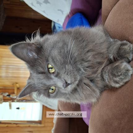 Photo de chat perdu à Gueschart