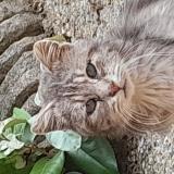Photo de chat trouvé à Guegon