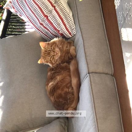 Photo de chat perdu à Sollies Toucas