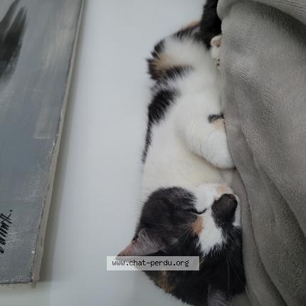 Photo 1/1 Chat retrouvé Perdu à Gennevilliers
