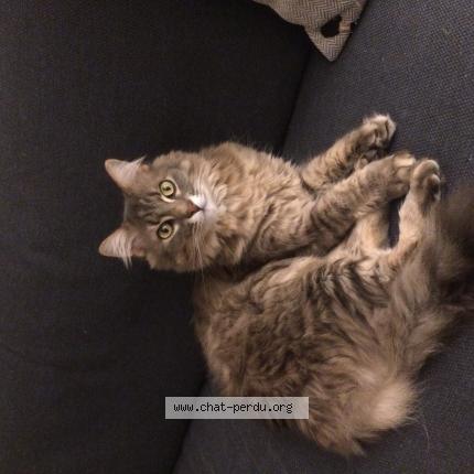 Photo 1/1 Molky Chat perdu à Saint louis