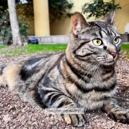 Photo de chat perdu à Nancy