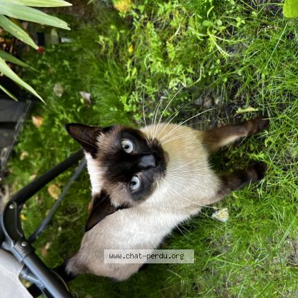 Photo 1/1 Chat retrouvé Perdu à Saint Leu La Foret