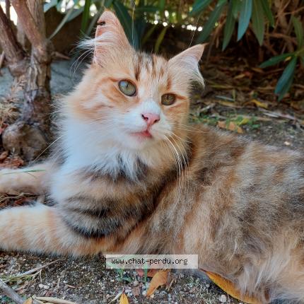Photo de chat perdu à Ajaccio
