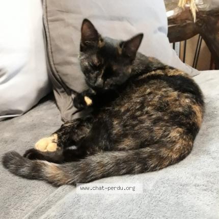 Photo 1/1 Vanille Chat perdu à Corps nuds