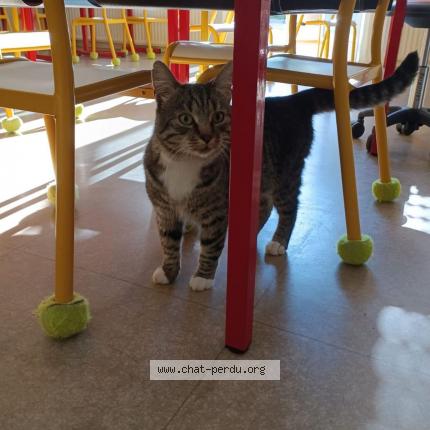 Photo 1/1 Pouki Chat perdu à Bouligny