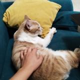 Photo de chat perdu à St Trivier Sur Moignan