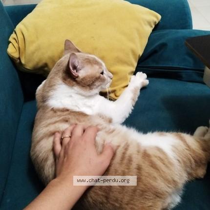 Photo 1/1 Chat retrouvé Perdu à St trivier sur moignan