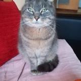 Photo de chat perdu à Le Mans