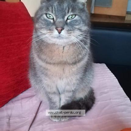 Photo 1/1 Chat retrouvé Perdu à Le mans