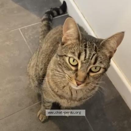 Photo de chat perdu à Draguignan