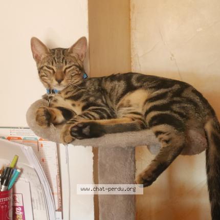 Photo 1/1 Chat retrouvé Perdu à Pierrefeu Du Var