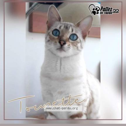 Photo 1/1 Stéphanie GAUTIER Chat perdu à Trebeurden