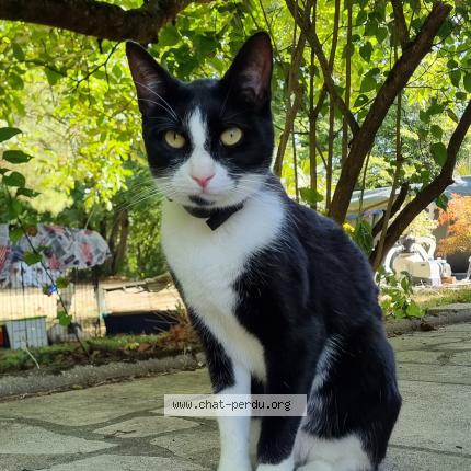 Photo 1/1 Spot Chat perdu à Foameix