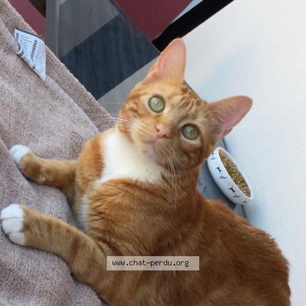 Photo 1/1 Luigi Chat perdu à La teste de buch