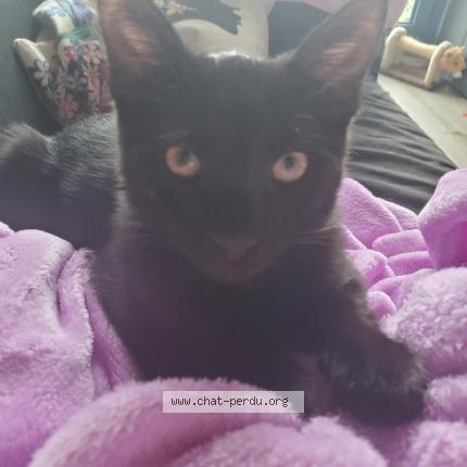 Photo 1/1 BAGY Chat perdu à Torcy