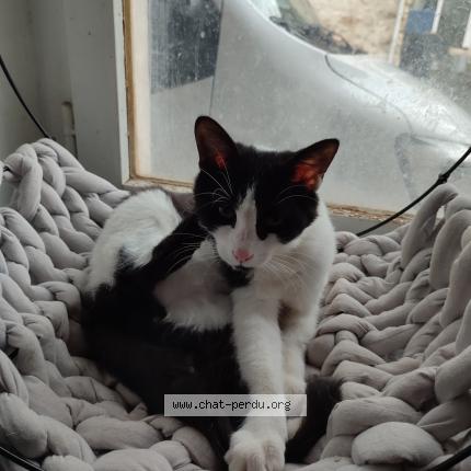 Photo de chat perdu à Jouy Sur Morin