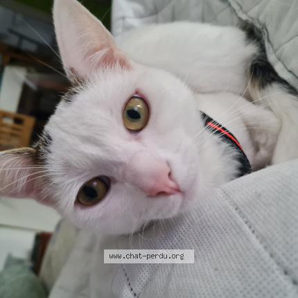 Photo 1/1 Chat retrouvé Perdu à Andelnans
