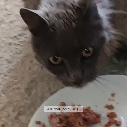 Photo de chat trouvé à Riez