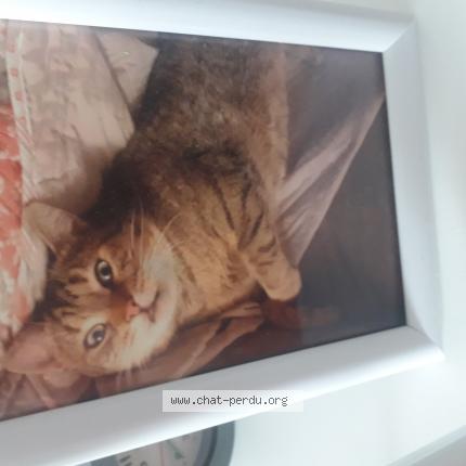 Photo de chat perdu à Tomblaine