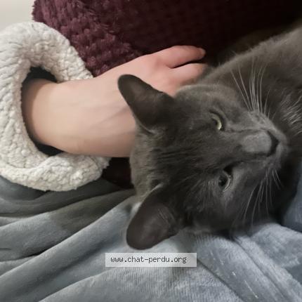 Photo de chat perdu à Vernon