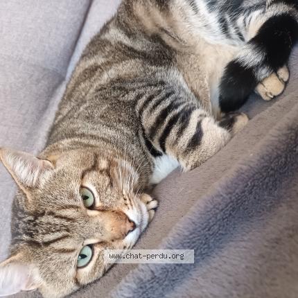 Photo 1/1 NENESSE Chat perdu à Cherves richemont