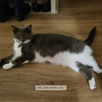 Photo de chat perdu à Nantes