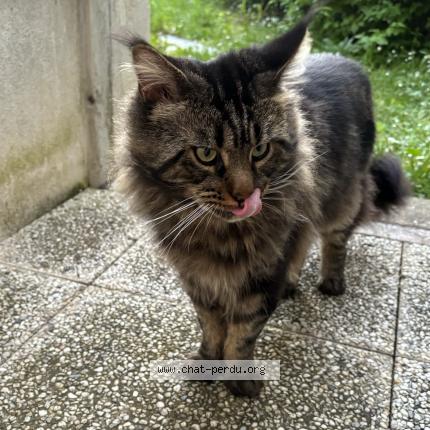 Photo de chat trouvé à Thiais