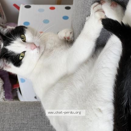 Photo 1/1 Chat retrouvé Perdu à Saint theoffrey