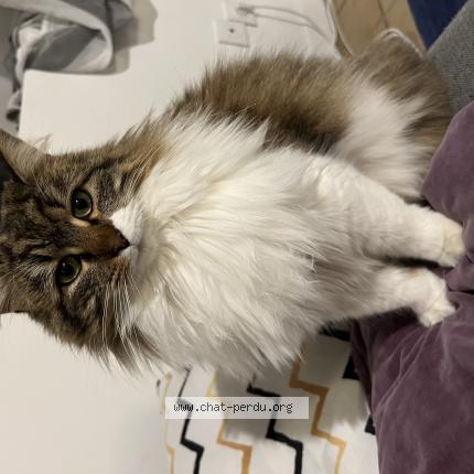 Photo 1/1 Sully Chat perdu à Saint theoffrey