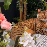 Photo de chat perdu à Sartrouville