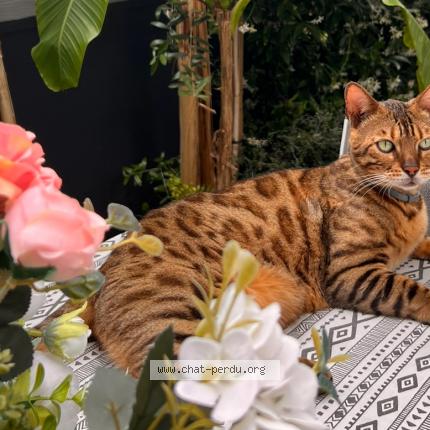 Photo 1/1 Chat retrouvé Perdu à Sartrouville