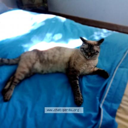 Photo de chat perdu à Alos