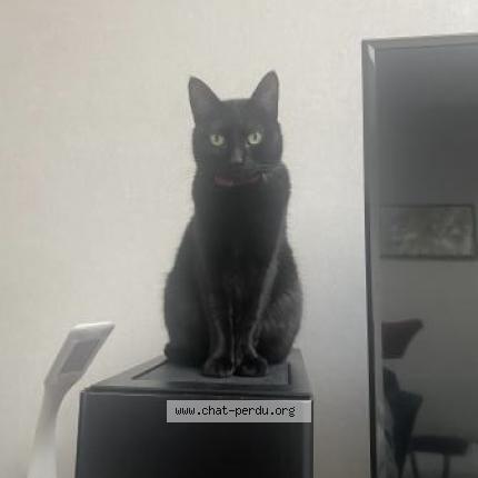 Photo 1/1 Chat retrouvé Perdu à Bordeaux
