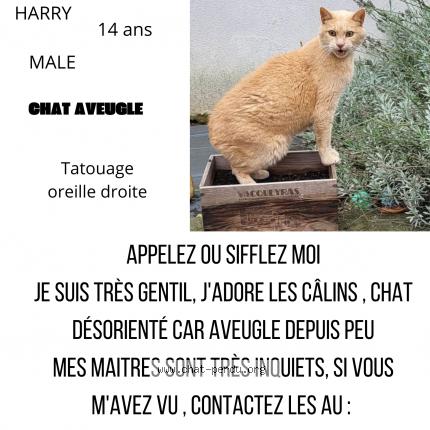 Photo 1/1 HARRY Chat perdu à Sundhoffen