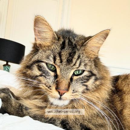 Photo 1/1 Chat retrouvé Perdu à Bordeaux