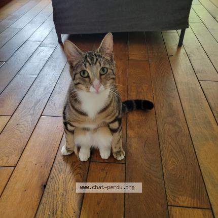 Photo 1/1 Chat retrouvé Perdu à Ivry Sur Seine